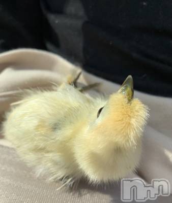 上越デリヘル 上越風俗出張アロママッサージ(ジョウエツフウゾクシュッチョウアロママッサージ) ゆずき☆(37)の11月12日写メブログ「ご予約は‥♡」