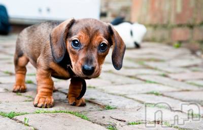 上越デリヘル 上越風俗出張アロママッサージ(ジョウエツフウゾクシュッチョウアロママッサージ) ゆずき☆(37)の11月12日写メブログ「ありがとうございました♡」