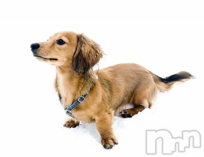 上越デリヘル 上越風俗出張アロママッサージ(ジョウエツフウゾクシュッチョウアロママッサージ) ゆずき☆(37)の11月12日写メブログ「ありがとうございました♡」