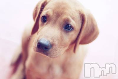 上越デリヘル 上越風俗出張アロママッサージ(ジョウエツフウゾクシュッチョウアロママッサージ) ゆずき☆(37)の11月12日写メブログ「ありがとうございました♡」