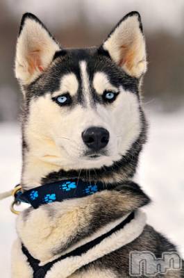 上越デリヘル 上越風俗出張アロママッサージ(ジョウエツフウゾクシュッチョウアロママッサージ) ゆずき☆(37)の11月12日写メブログ「ありがとうございました♡」