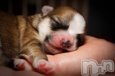 上越デリヘル 上越風俗出張アロママッサージ(ジョウエツフウゾクシュッチョウアロママッサージ) ゆずき☆(37)の12月7日写メブログ「ありがとうございました♡」