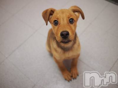 上越デリヘル 上越風俗出張アロママッサージ(ジョウエツフウゾクシュッチョウアロママッサージ) ゆずき☆(37)の12月7日写メブログ「ありがとうございました♡」