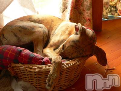 上越デリヘル 上越風俗出張アロママッサージ(ジョウエツフウゾクシュッチョウアロママッサージ) ゆずき☆(37)の12月17日写メブログ「ありがとうございました♡」