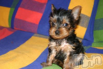 上越デリヘル 上越風俗出張アロママッサージ(ジョウエツフウゾクシュッチョウアロママッサージ) ゆずき☆(37)の12月17日写メブログ「ありがとうございました♡」