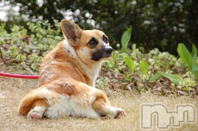 上越デリヘル 上越風俗出張アロママッサージ(ジョウエツフウゾクシュッチョウアロママッサージ) ゆずき☆(37)の12月17日写メブログ「ありがとうございました♡」