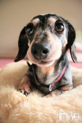 上越デリヘル 上越風俗出張アロママッサージ(ジョウエツフウゾクシュッチョウアロママッサージ) ゆずき☆(37)の12月17日写メブログ「ありがとうございました♡」