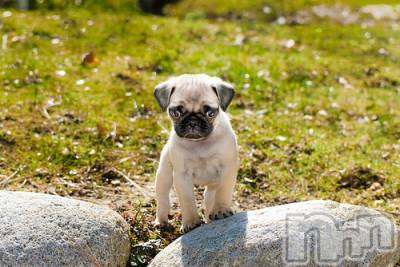 上越デリヘル 上越風俗出張アロママッサージ(ジョウエツフウゾクシュッチョウアロママッサージ) ゆずき☆(37)の12月17日写メブログ「ありがとうございました」