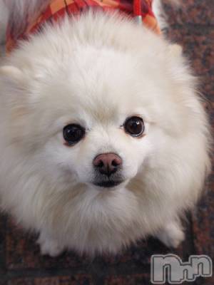 上越デリヘル 上越風俗出張アロママッサージ(ジョウエツフウゾクシュッチョウアロママッサージ) ゆずき☆(37)の12月17日写メブログ「ありがとうございました♡」