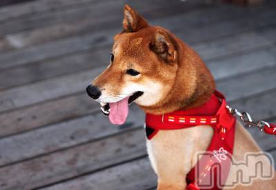 上越デリヘル 上越風俗出張アロママッサージ(ジョウエツフウゾクシュッチョウアロママッサージ) ゆずき☆(37)の12月26日写メブログ「ありがとうございました♡」