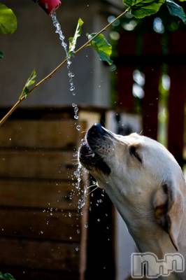 上越デリヘル 上越風俗出張アロママッサージ(ジョウエツフウゾクシュッチョウアロママッサージ) ゆずき☆(37)の12月26日写メブログ「ありがとうございました♡」