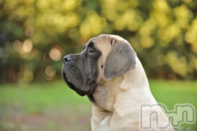 上越デリヘル 上越風俗出張アロママッサージ(ジョウエツフウゾクシュッチョウアロママッサージ) ゆずき☆(37)の12月26日写メブログ「ありがとうございました♡」