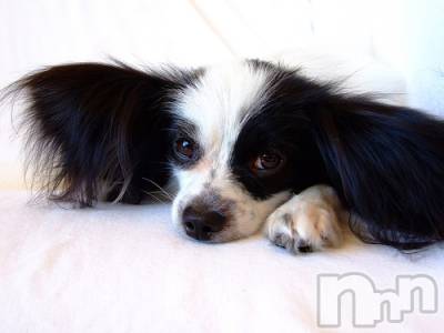 上越デリヘル 上越風俗出張アロママッサージ(ジョウエツフウゾクシュッチョウアロママッサージ) ゆずき☆(37)の12月26日写メブログ「ありがとうございました♡」