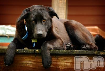 上越デリヘル 上越風俗出張アロママッサージ(ジョウエツフウゾクシュッチョウアロママッサージ) ゆずき☆(37)の12月27日写メブログ「ありがとうございました♡」