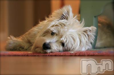 上越デリヘル 上越風俗出張アロママッサージ(ジョウエツフウゾクシュッチョウアロママッサージ) ゆずき☆(37)の12月27日写メブログ「ありがとうございました♡」