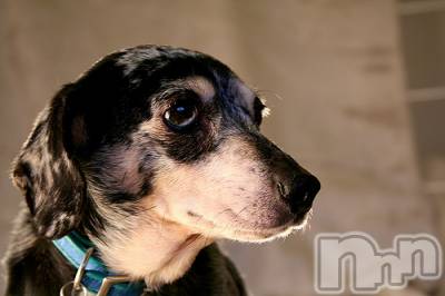 上越デリヘル 上越風俗出張アロママッサージ(ジョウエツフウゾクシュッチョウアロママッサージ) ゆずき☆(37)の12月27日写メブログ「ありがとうございました♡」