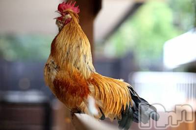 上越デリヘル 上越風俗出張アロママッサージ(ジョウエツフウゾクシュッチョウアロママッサージ) ゆずき☆(37)の1月8日写メブログ「ありがとうございました♡」