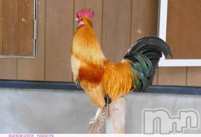 上越デリヘル 上越風俗出張アロママッサージ(ジョウエツフウゾクシュッチョウアロママッサージ) ゆずき☆(37)の1月8日写メブログ「ありがとうございました♡」