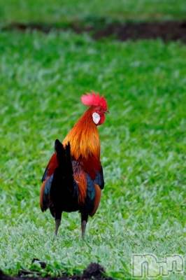 上越デリヘル 上越風俗出張アロママッサージ(ジョウエツフウゾクシュッチョウアロママッサージ) ゆずき☆(37)の1月26日写メブログ「ありがとうございました♡」