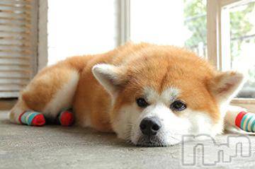 上越デリヘル 上越風俗出張アロママッサージ(ジョウエツフウゾクシュッチョウアロママッサージ) ゆずき☆(37)の1月23日写メブログ「ありがとうございました(^O^)」