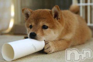 上越デリヘル 上越風俗出張アロママッサージ(ジョウエツフウゾクシュッチョウアロママッサージ) ゆずき☆(37)の1月23日写メブログ「ありがとうございました(^O^)」