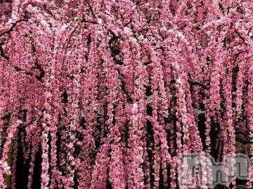 上越デリヘル 上越風俗出張アロママッサージ(ジョウエツフウゾクシュッチョウアロママッサージ) ゆずき☆(37)の3月22日写メブログ「ありがとうございました^_^」