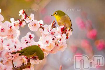 上越デリヘル 上越風俗出張アロママッサージ(ジョウエツフウゾクシュッチョウアロママッサージ) ゆずき☆(37)の3月25日写メブログ「ありがとうございました^_^」