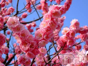 上越デリヘル 上越風俗出張アロママッサージ(ジョウエツフウゾクシュッチョウアロママッサージ) ゆずき☆(37)の3月25日写メブログ「ありがとうございました^_^」