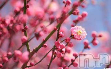 上越デリヘル 上越風俗出張アロママッサージ(ジョウエツフウゾクシュッチョウアロママッサージ) ゆずき☆(37)の4月13日写メブログ「ありがとうございました^ - ^」