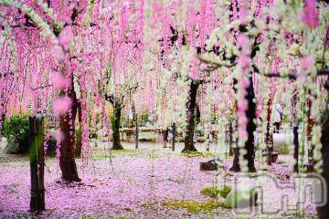 上越デリヘル 上越風俗出張アロママッサージ(ジョウエツフウゾクシュッチョウアロママッサージ) ゆずき☆(37)の4月19日写メブログ「ありがとうございました＾＾」