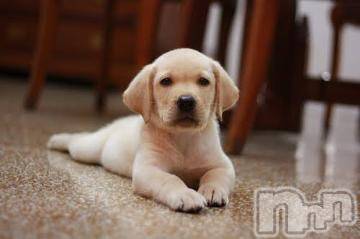 上越デリヘル 上越風俗出張アロママッサージ(ジョウエツフウゾクシュッチョウアロママッサージ) ゆずき☆(37)の6月5日写メブログ「ありがとうございました^_^」