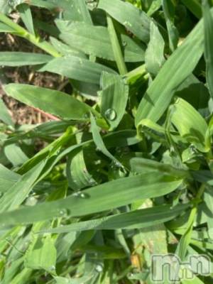 上越デリヘル 上越風俗出張アロママッサージ(ジョウエツフウゾクシュッチョウアロママッサージ) ゆずき☆(37)の8月16日写メブログ「朝のしずくの美しさ」