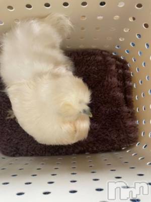 上越デリヘル 上越風俗出張アロママッサージ(ジョウエツフウゾクシュッチョウアロママッサージ) ゆずき☆(37)の8月17日写メブログ「里帰り」