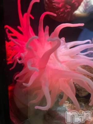 上越デリヘル 上越風俗出張アロママッサージ(ジョウエツフウゾクシュッチョウアロママッサージ) ゆずき☆(37)の9月3日写メブログ「ありがとうございました^ - ^せり」