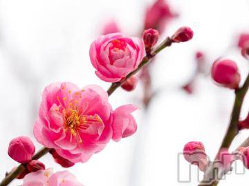 上越デリヘル 上越風俗出張アロママッサージ(ジョウエツフウゾクシュッチョウアロママッサージ) ゆずき☆(37)の3月12日写メブログ「ありがとうございました^ - ^」