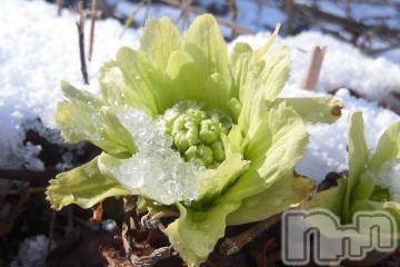 上越デリヘル 上越風俗出張アロママッサージ(ジョウエツフウゾクシュッチョウアロママッサージ) ゆずき☆(37)の3月13日写メブログ「春なので季節イベントです」