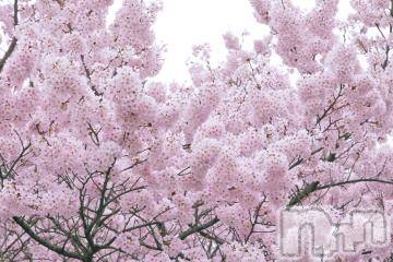 上越デリヘル 上越風俗出張アロママッサージ(ジョウエツフウゾクシュッチョウアロママッサージ) ゆずき☆(37)の4月2日写メブログ「ありがとうございました^ - ^」