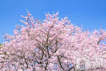 上越デリヘル 上越風俗出張アロママッサージ(ジョウエツフウゾクシュッチョウアロママッサージ) ゆずき☆(37)の4月2日写メブログ「ありがとうございました^ - ^」