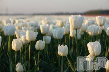 上越デリヘル 上越風俗出張アロママッサージ(ジョウエツフウゾクシュッチョウアロママッサージ) ゆずき☆(37)の5月24日写メブログ「ありがとうございました^ - ^」