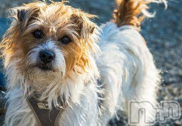 上越デリヘル 上越風俗出張アロママッサージ(ジョウエツフウゾクシュッチョウアロママッサージ) ゆずき☆(37)の9月8日写メブログ「ありがとうございました^ - ^」