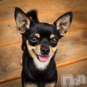 上越デリヘル 上越風俗出張アロママッサージ(ジョウエツフウゾクシュッチョウアロママッサージ) ゆずき☆(37)の9月9日写メブログ「こありがとうございました^ - ^」