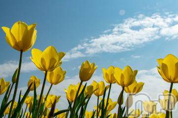 上越デリヘル 上越風俗出張アロママッサージ(ジョウエツフウゾクシュッチョウアロママッサージ) ゆずき☆(37)の11月11日写メブログ「ありがとうございました^ - ^」