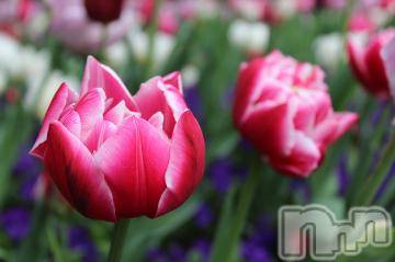 上越デリヘル 上越風俗出張アロママッサージ(ジョウエツフウゾクシュッチョウアロママッサージ) ゆずき☆(37)の11月11日写メブログ「ありがとうございました^ - ^」