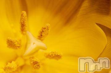 上越デリヘル 上越風俗出張アロママッサージ(ジョウエツフウゾクシュッチョウアロママッサージ) ゆずき☆(37)の11月11日写メブログ「ありがとうございました^ - ^」