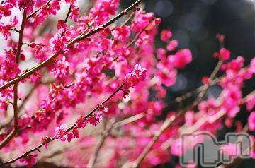 上越デリヘル 上越風俗出張アロママッサージ(ジョウエツフウゾクシュッチョウアロママッサージ) ゆずき☆(37)の1月9日写メブログ「ありがとうございました^ - ^」