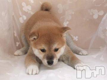 上越デリヘル 上越風俗出張アロママッサージ(ジョウエツフウゾクシュッチョウアロママッサージ) ゆずき☆(37)の2月1日写メブログ「本日も」