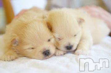 上越デリヘル 上越風俗出張アロママッサージ(ジョウエツフウゾクシュッチョウアロママッサージ) ゆずき☆(37)の3月20日写メブログ「本日も」