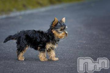 上越デリヘル 上越風俗出張アロママッサージ(ジョウエツフウゾクシュッチョウアロママッサージ) ゆずき☆(37)の5月3日写メブログ「ありがとうございました^ ^」