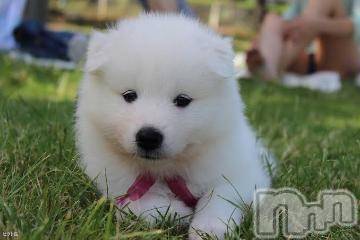 上越デリヘル 上越風俗出張アロママッサージ(ジョウエツフウゾクシュッチョウアロママッサージ) ゆずき☆(37)の5月22日写メブログ「ありがとうございました^ ^」