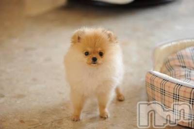 上越デリヘル 上越風俗出張アロママッサージ(ジョウエツフウゾクシュッチョウアロママッサージ) ゆずき☆(37)の11月29日写メブログ「ご無沙汰しております」